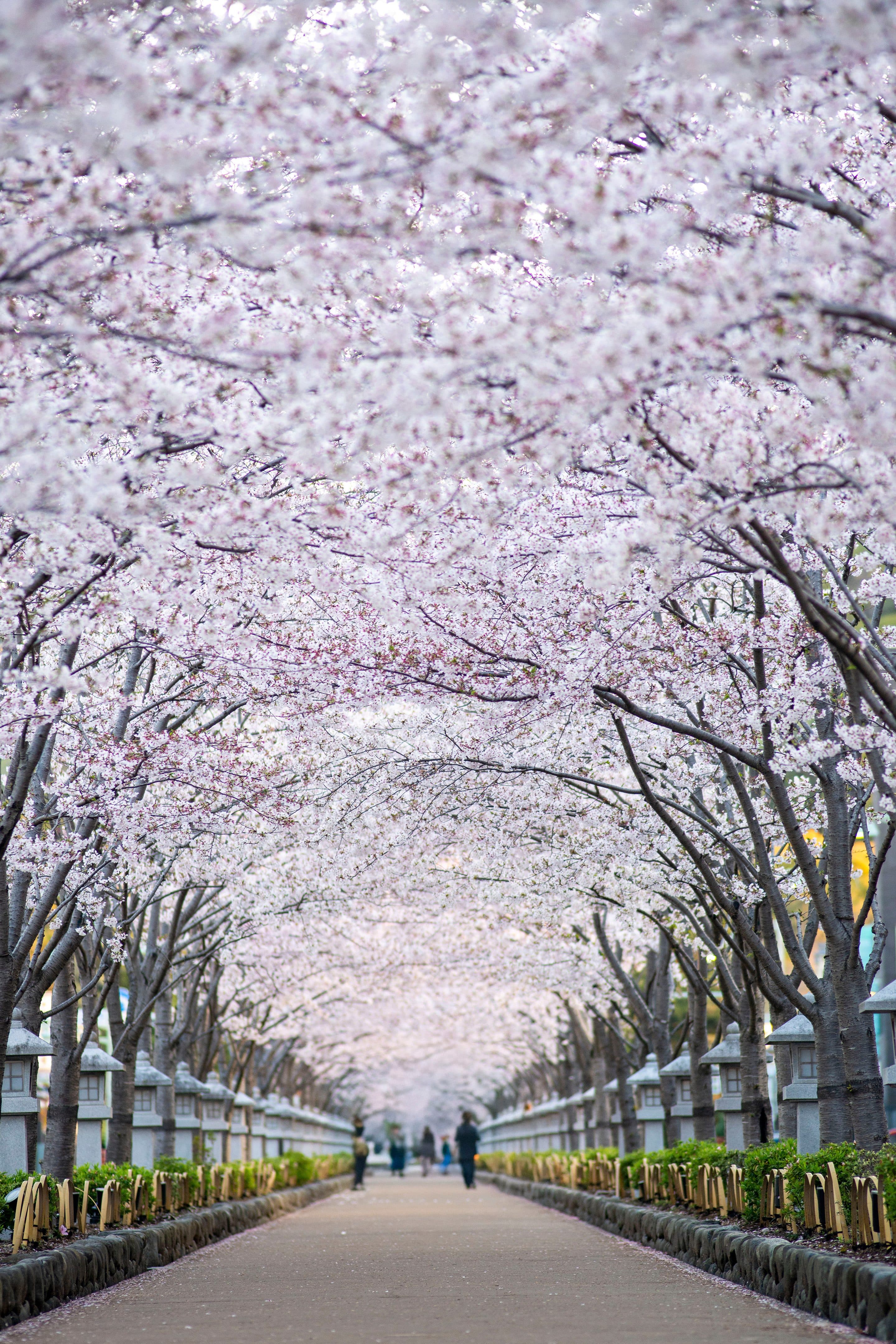 鎌倉・段葛の桜並木